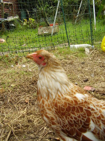 caramel. our buff laced wyandotte bantam