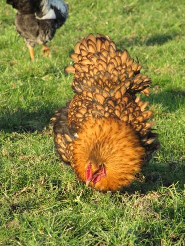 Chicken looking for worms in grass