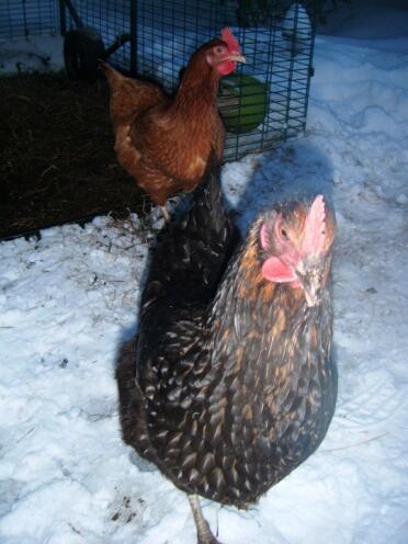 Chickens in the Snow