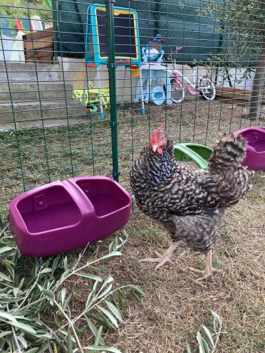 A chicken drinking from an Omlet chicken drinker.