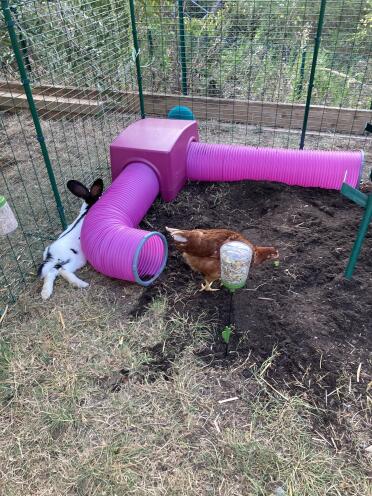 Rabbits and chicken living together