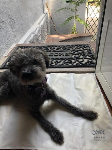 Dog laying on Omlet cooling dog mat