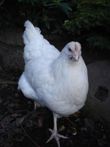 White chicken