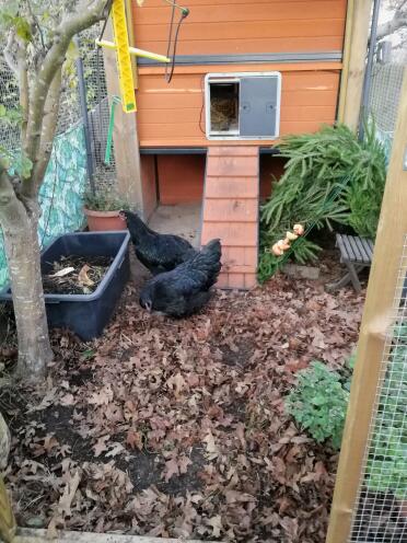 The Autodoors will fit on to many different chicken coops!