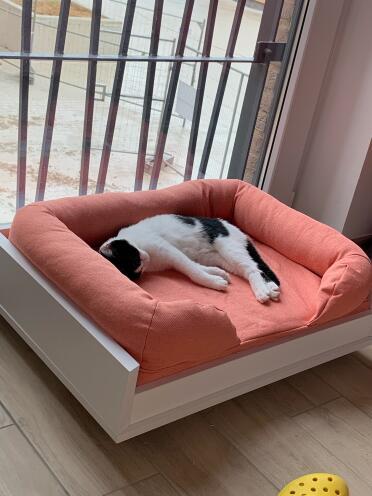 Cat laying on Maya sofa