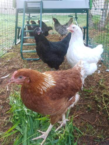 Chooks in australia