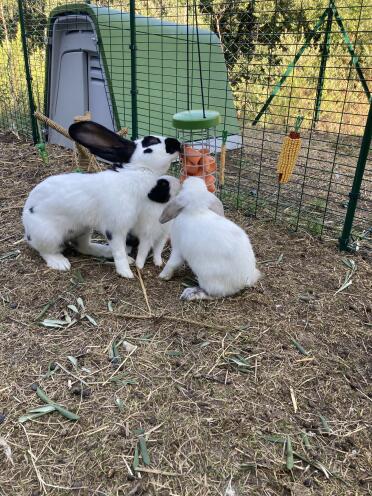 Your rabbits will love eating treats from a Caddi treat holder