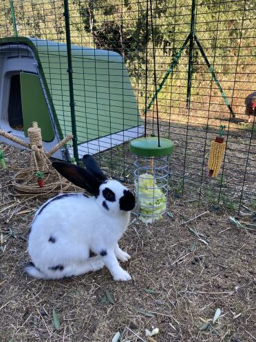 Enrich your rabbit with food in a Caddi treat holder