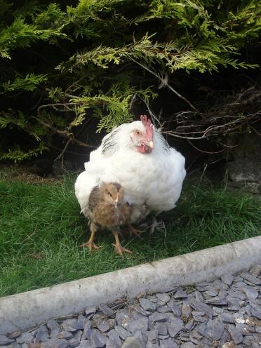 Two chickens in garden