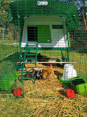 Omlet green Eglu Cube large chicken coop and run with chickens