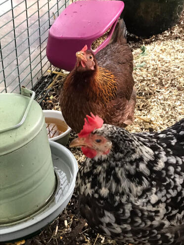 Feeding bowl