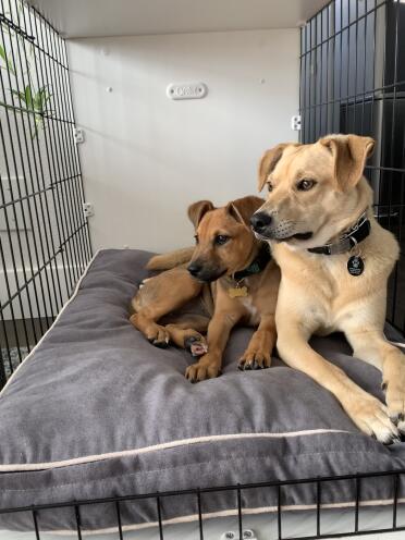 Foster pup & Resident dog. The fosters always LOVE this bed!