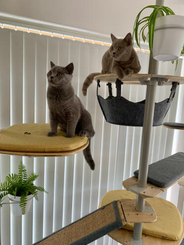 Fudge and teddy adore their cat tree and we love being able interact with them at eye level. 