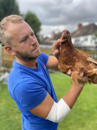 Getting hens used to being handled