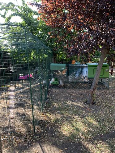 A large walk in run enclosure for chickens with a perch inside.