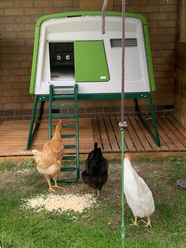 Chickens thinking about their chicken coop.