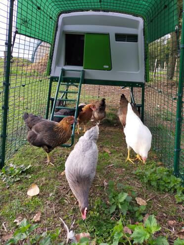 Inside of Omlet Eglu Cube large chicken coop run with chickens