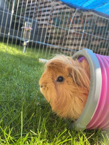 Cleo enjoying her Omlet tunnel! 