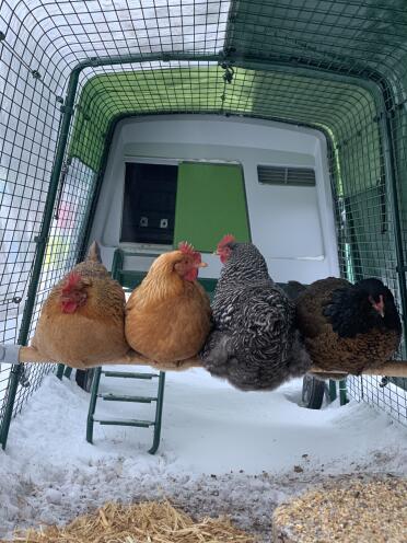 Happy Hens on their Omlet perch protected from the elements in their Omlet run!