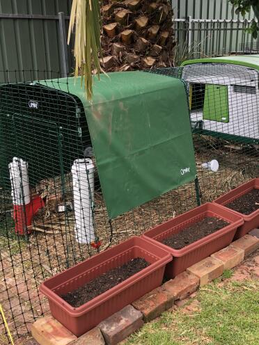 Omlet green Eglu Cube large chicken coop and run with run cover