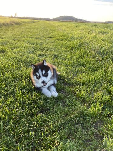 What a great day for walkies!