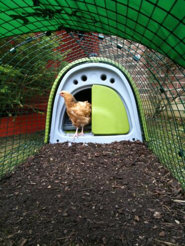 Green Eglu Classic chicken coop with chicken in door