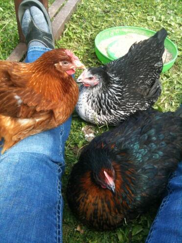 3 chickens in garden sitting on legs