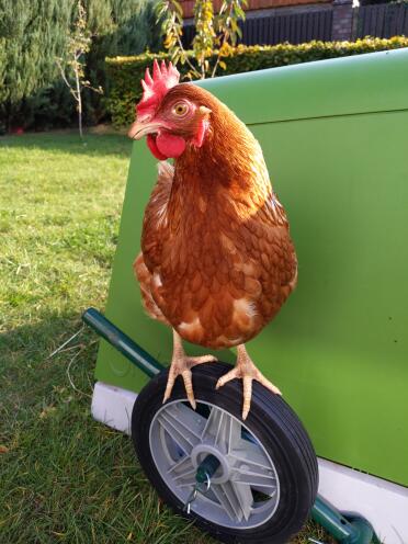 Chicken standing on Eglu Go chicken coop wheels