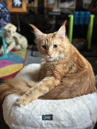 Hamish my mainecoon loves your bed 😻