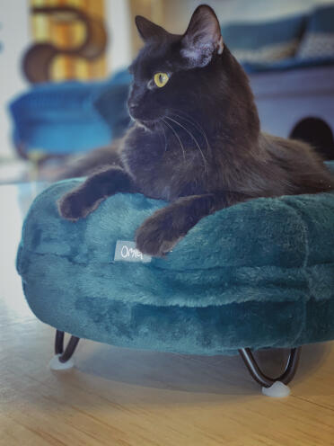 Jeremiah Beandip Loves the Maya Donut Bed!