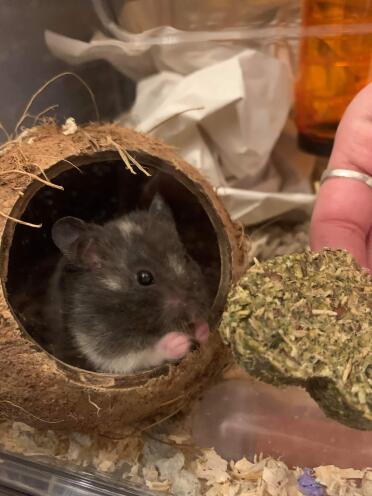 Luna enjoy life in her coconut shell!