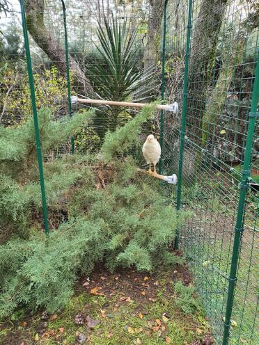 Chicken standing on Omlet universal chicken perch inside of Omlet walk in chicken run