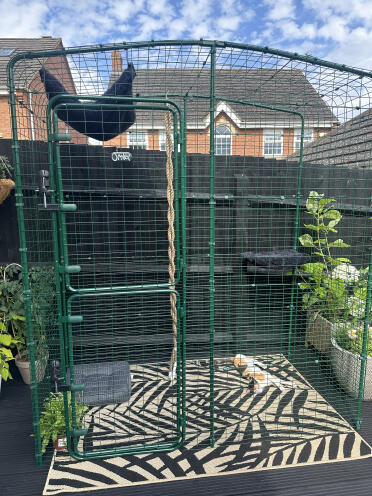 Dreamy’s new catio