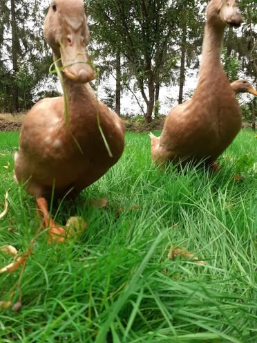 Ducks make wonderful pets