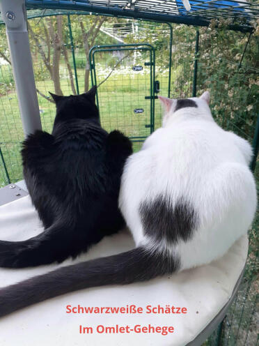 Our 2 tomcats in the enclosure