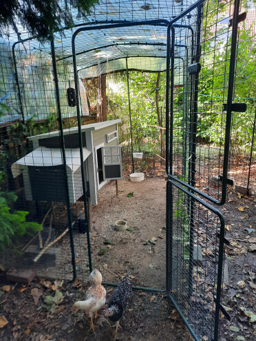 Walk-in chicken enclosure is great!