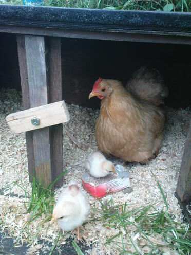 custard cream and her chicks