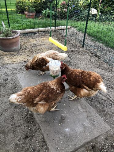 The girls love their Poppy pecker!