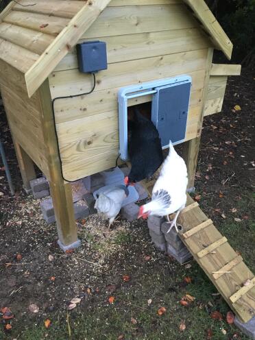 Hens love the freedom of having an Autodoor.