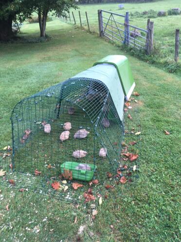 Quail enjoying the grass!