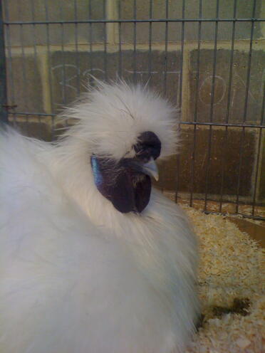 White Silkie 