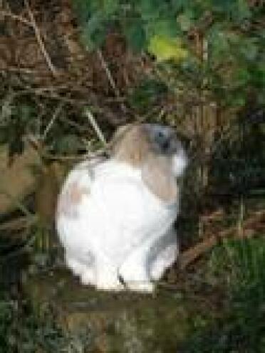 Burt in garden