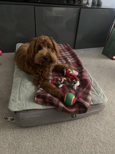 Poppy trying out her new bed