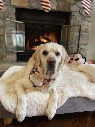 Cosmo loves his topology bed with the sheepskin topper! 