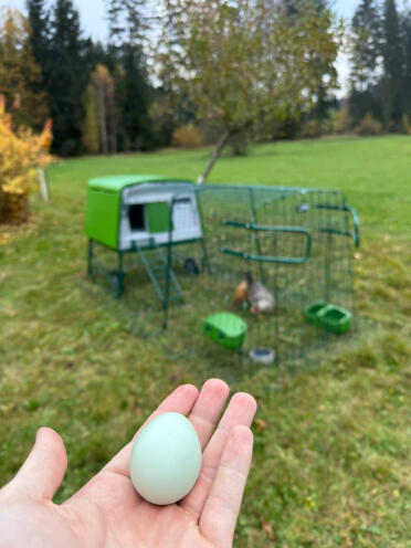 The first egg from the new henhouse.