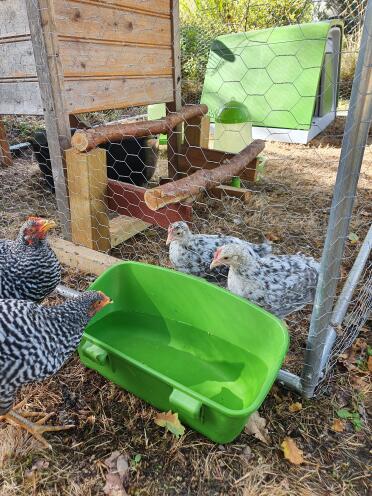 Chickens enjoying drinking from an Eglu Go drinker.