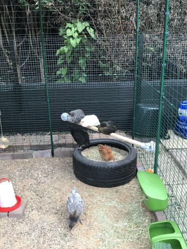 Happy young chickens in their new home