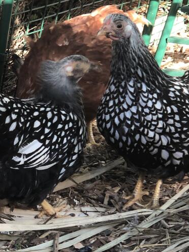 Sadie and Sybil, bantam silver laced Wyandottes