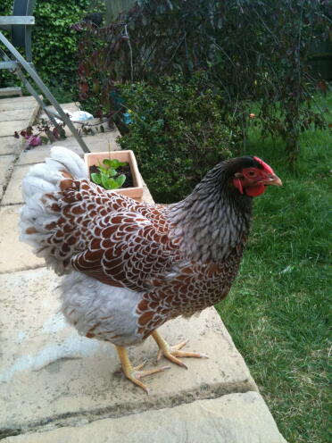 Blue-laced Wyandotte