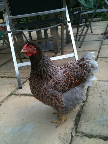 Blue-laced Wyandotte